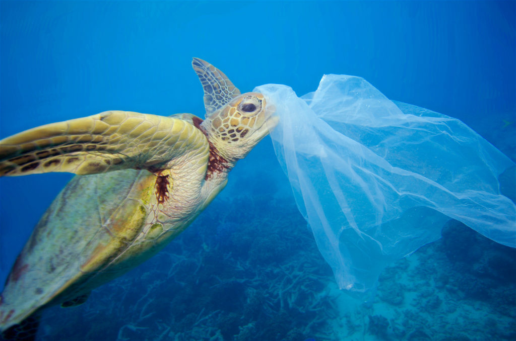 Turtle-Eating-Plastic-Bag_meitu_1 | Hedges Direct Blog