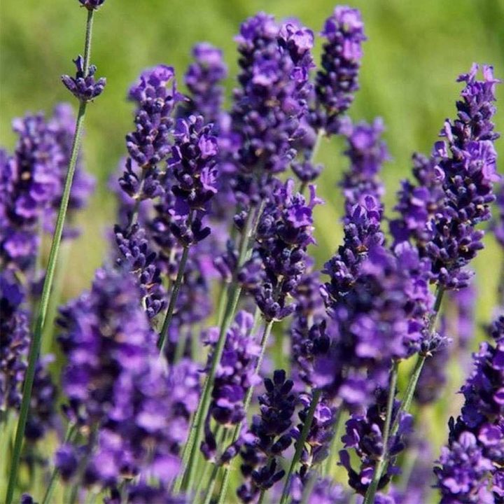 Lavender Hidcote Lavandula Angustifolia Hidcote Full Shrub Hedges Direct Blog 2970