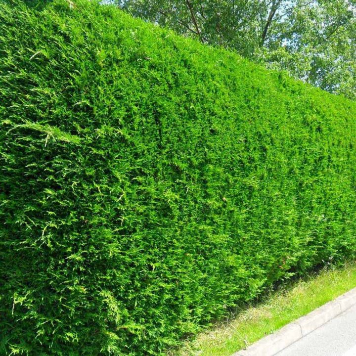 Hedging Plants For Shade | Hedges Direct Blog