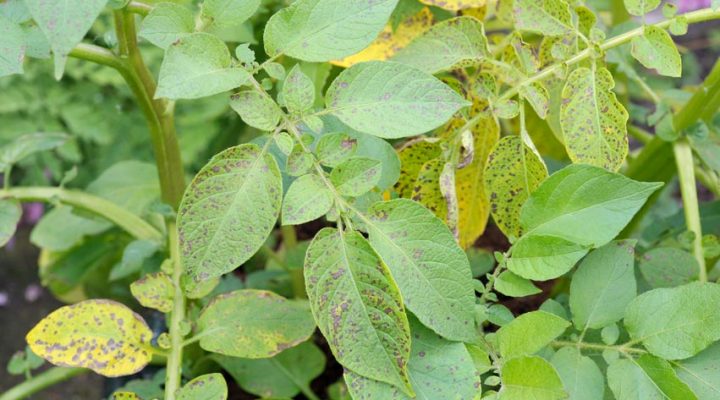 Phytophthora Diseases  Hedges Direct Blog