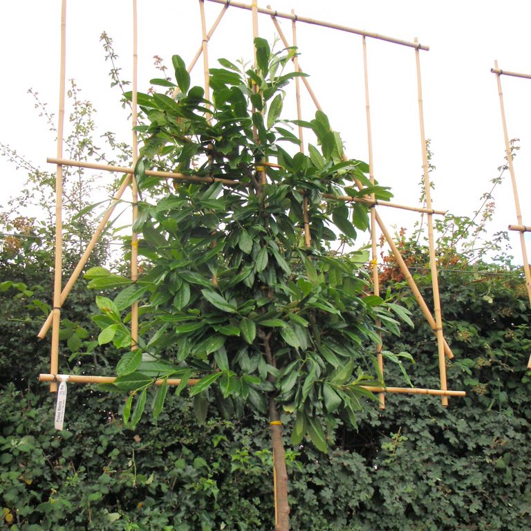 Cherry Laurel Fresh Pleached Tree Prunus Laurocerasus Rotundifolia