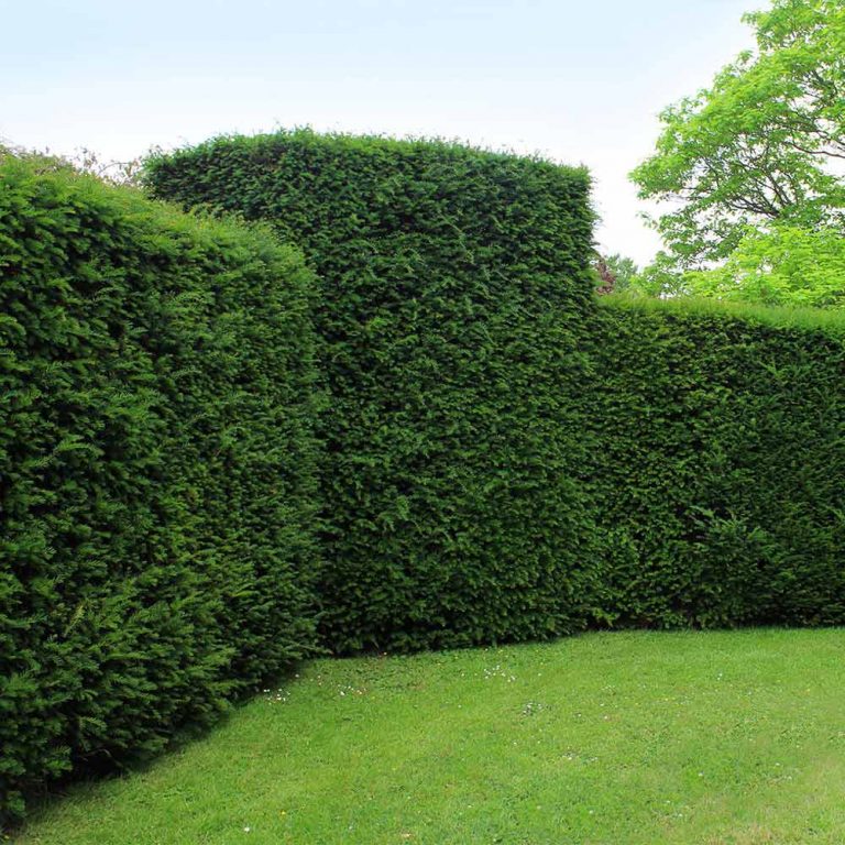 English Yew Taxus Baccata Squared Hedge Hedges Direct Blog