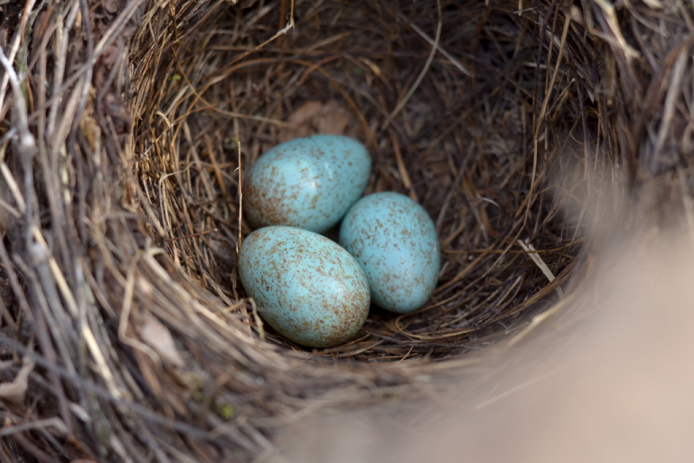 Bird Nesting Season: What You Can Do to Help Birds Nesting in Hedges ...