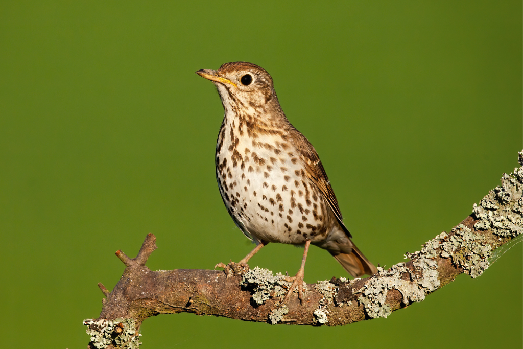 song-thrush-hedges-direct-blog