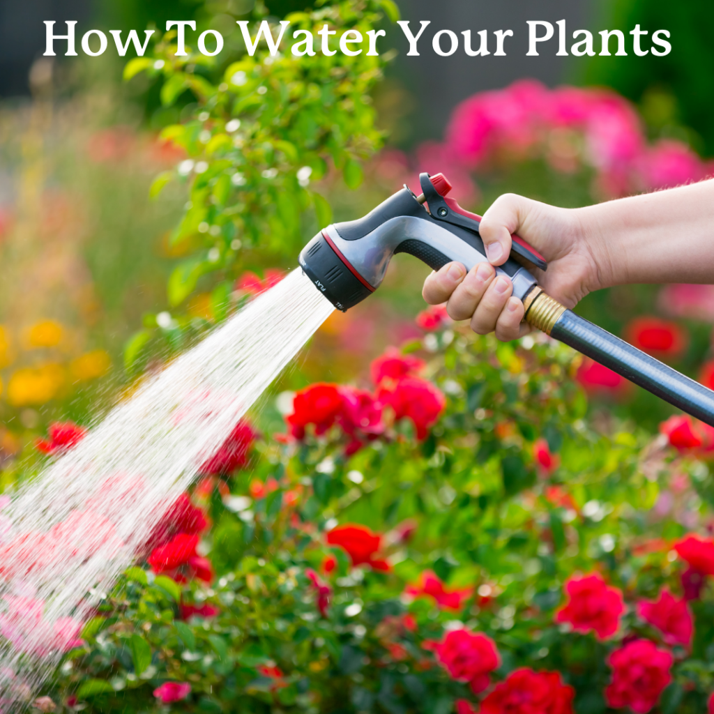 How to Water Your Plants The Best Time to Water, Tips for Watering