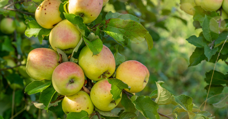 Dwarf Gala Apple Tree - One of the earliest to ripen! (2 years old