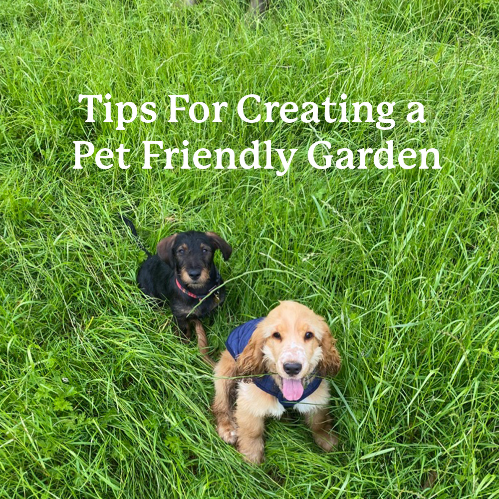 Pet Friendly Flowers & Plants - Pet Safety Guide
